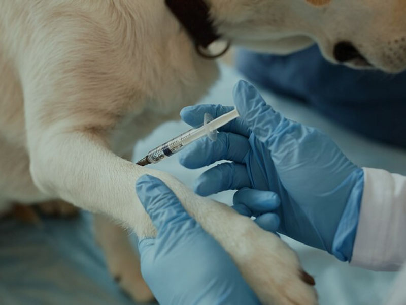 AIM Vaccine เผยแพร่ข้อมูลพรีคลินิกล่าสุดของวัคซีนโรคพิษสุนัขบ้า mRNA ใน 